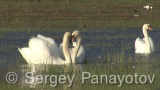 Video of Mute Swan - Mute Swan in the nest period in Shabla lake